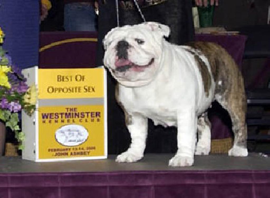 Assista os melhores bulldogs do mundo em pista!!!