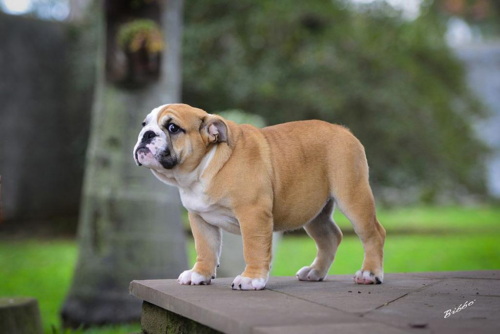 Lauras Kennel at Reserva do Rei Ronda Rousey