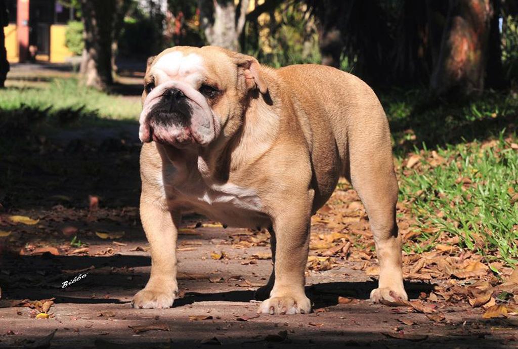 Meljane Bulldogs Louise