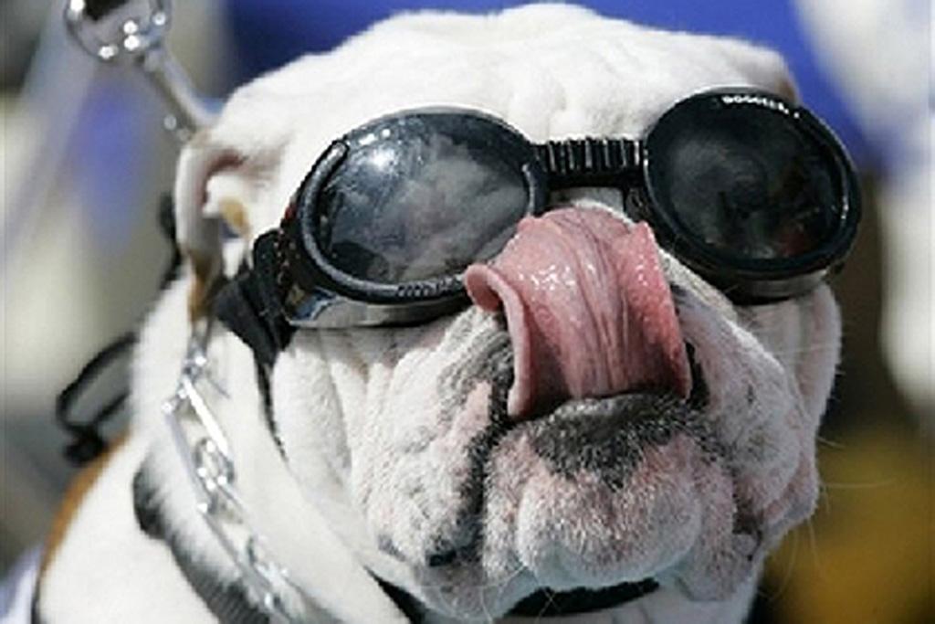 Bulldog mais bonito dos EUA ganha coroa