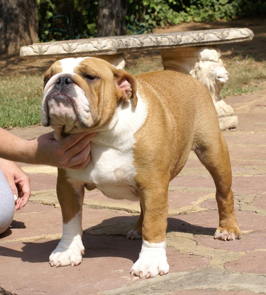 Meljane Bulldogs Gean Grey