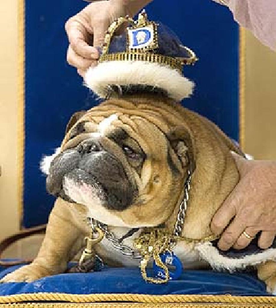 Concurso elege bulldog mais bonito dos EUA