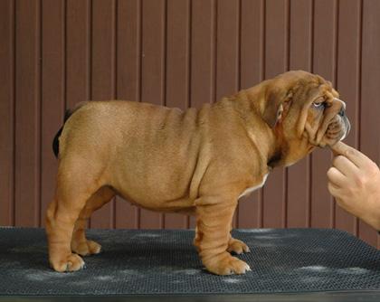 Bulldog Urbano Blackburn - o padrão ilustrado!