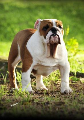 Apresentamos Meljane Bulldogs Sweet