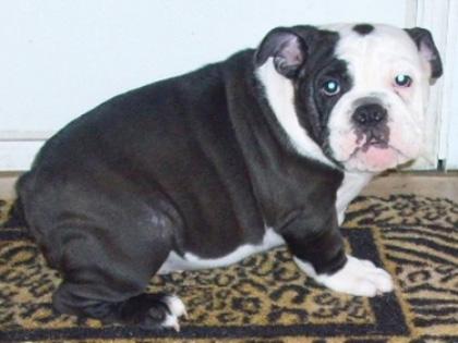 Bulldog Preto... Raridade ou Golpe?