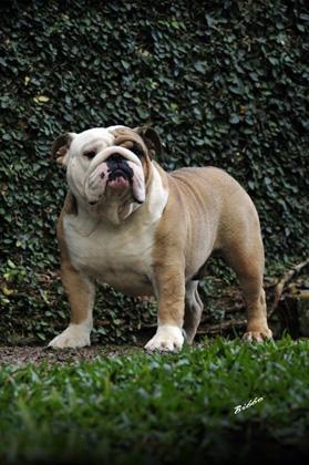 O Melhor Bulldog Nacional só podia ser filho do nosso Zidane