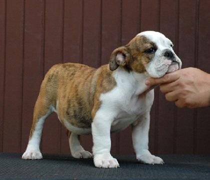 Filhos de La Chata Alcapone