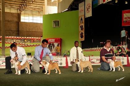 Excelência em Qualidade de Cães...