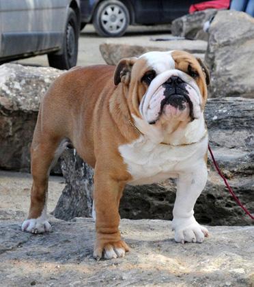 Ch. Meljane Iceman consagra-se TOP BULLDOG 2009 !!!