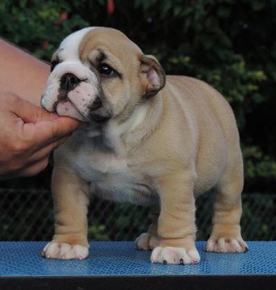 Apresentamos Lauras Kennel at Reserva do Rei Ronda Rousey!