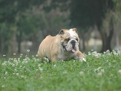 A questão do movimento no Bulldog