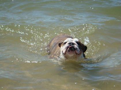 Bulldog no Verão...preste atenção!